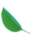 leaf3